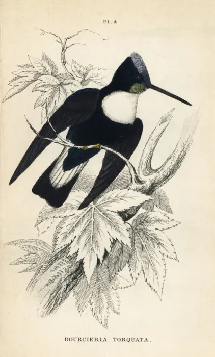 Framed Print : Collared inca, Coeligena torquata Framed Print : Collared inca, Coeligena torquata