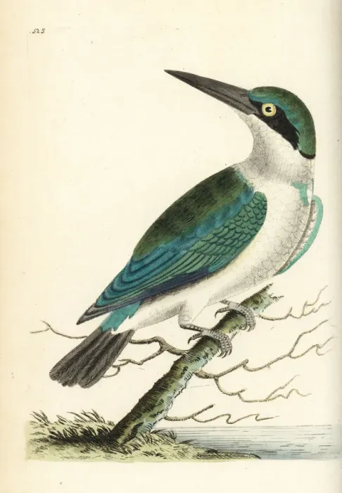Framed Print : Collared kingfisher, Todiramphus chloris Framed Print : Collared kingfisher, Todiramphus chloris