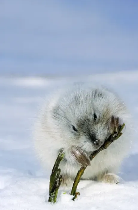 Framed Print : Collared Lemming - adult in winter fur (large winter Framed Print : Collared Lemming - adult in winter fur (large winter
