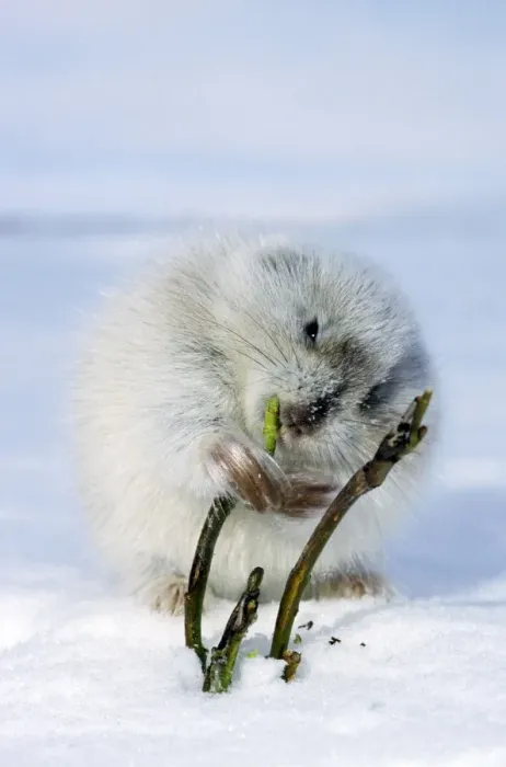 Framed Print : Collared Lemming - adult in winter fur (large winter Framed Print : Collared Lemming - adult in winter fur (large winter