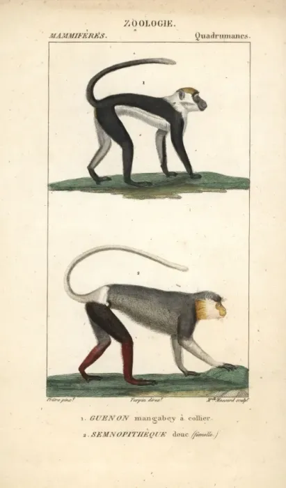 Framed Print : Collared mangabey, Cercocebus torquatus Framed Print : Collared mangabey, Cercocebus torquatus