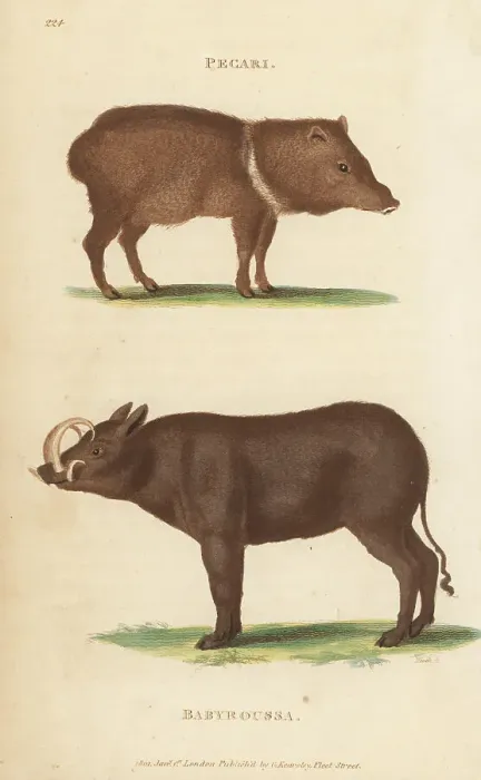 Framed Print : Collared peccary and Buru babirusa Framed Print : Collared peccary and Buru babirusa