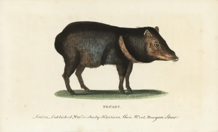 Framed Print : Collared peccary, Pecari tajacu Framed Print : Collared peccary, Pecari tajacu