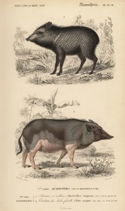 Framed Print : Collared peccary, Pecari tajacu, and Indian Framed Print : Collared peccary, Pecari tajacu, and Indian