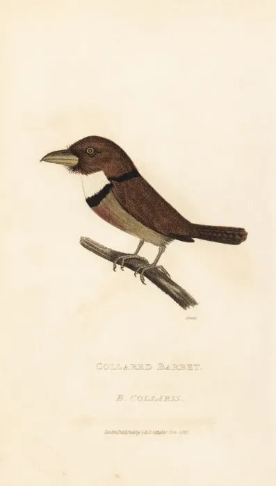Framed Print : Collared puffbird, Bucco capensis Framed Print : Collared puffbird, Bucco capensis