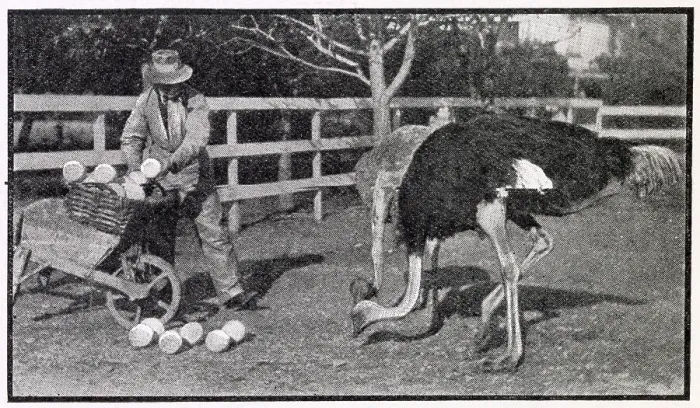 Framed Print : Collecting eggs, at a ostrich farm, in NIce France. Date: 1910 Framed Print : Collecting eggs, at a ostrich farm, in NIce France. Date: 1910