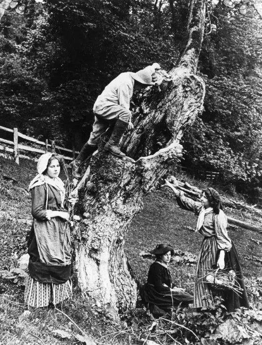 Framed Print : Collecting firewood Framed Print : Collecting firewood
