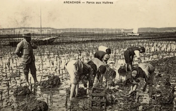 Framed Print : Collecting Oysters - Arcachon, Southwestern France Framed Print : Collecting Oysters - Arcachon, Southwestern France