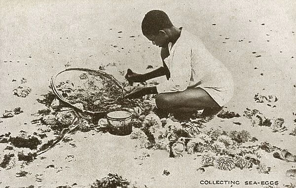 Collecting Sea Urchins - Barbados