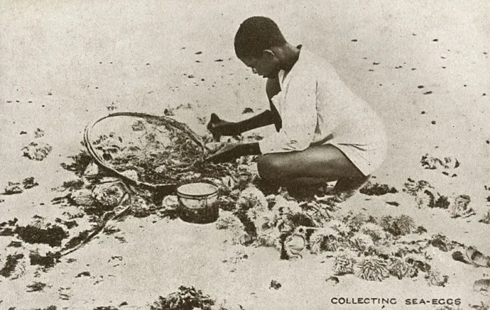 Framed Print : Collecting Sea Urchins - Barbados Framed Print : Collecting Sea Urchins - Barbados