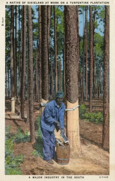 Framed Print : Collecting Turpentine