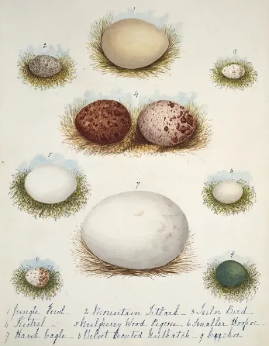 Framed Print : Collection birds eggs Framed Print : Collection birds eggs