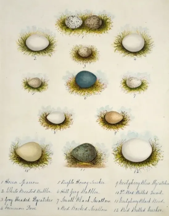 Framed Print : Collection of birds eggs Framed Print : Collection of birds eggs