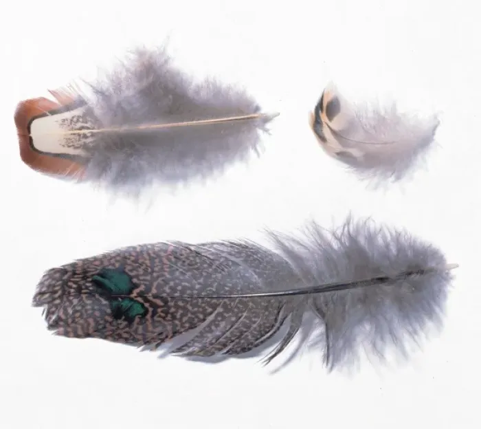 Framed Print : A collection of birds feathers Framed Print : A collection of birds feathers