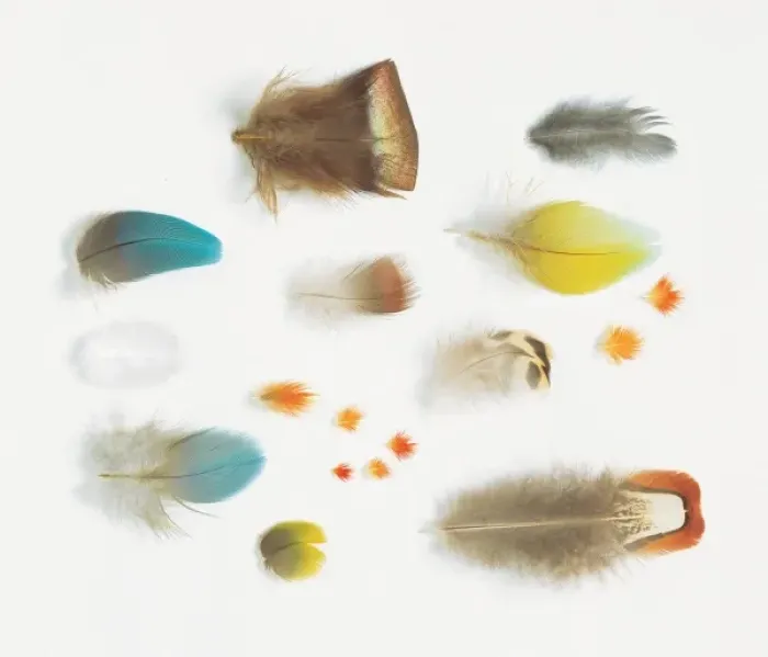Framed Print : A collection of birds feathers Framed Print : A collection of birds feathers