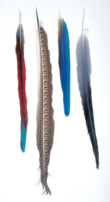 Framed Print : A collection of birds feathers Framed Print : A collection of birds feathers