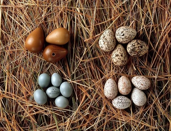 A collection of eggs from western Asia