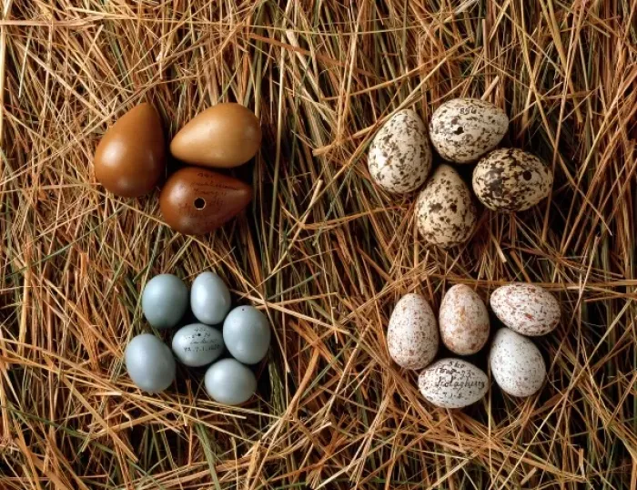 Framed Print : A collection of eggs from western Asia Framed Print : A collection of eggs from western Asia