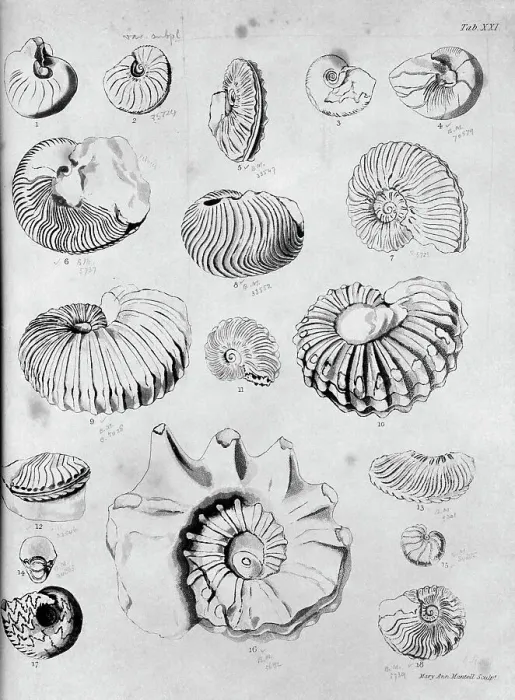 Framed Print : Collection of fossilised molluscs Framed Print : Collection of fossilised molluscs