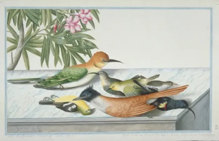 Framed Print : Collection of mixed dead birds Framed Print : Collection of mixed dead birds