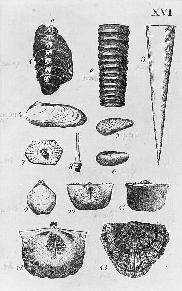 Collection of molluscs