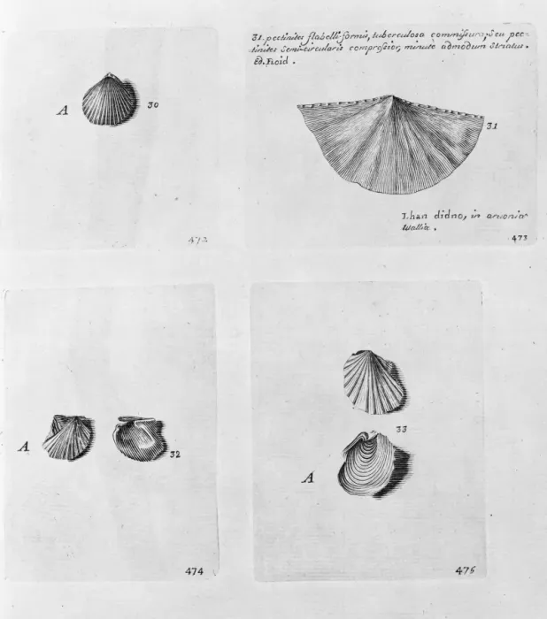 Framed Print : Collection of molluscs Framed Print : Collection of molluscs