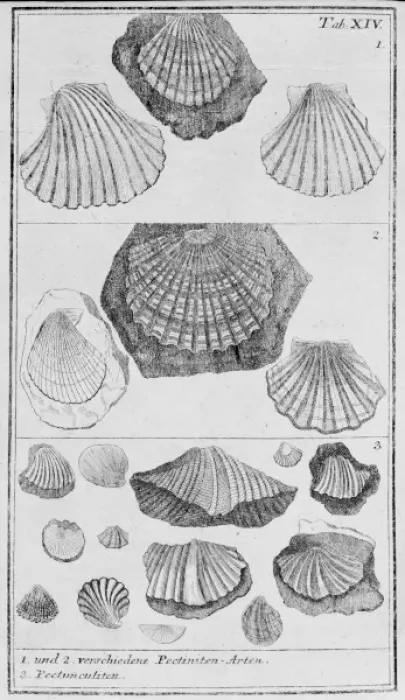 Framed Print : Collection of molluscs Framed Print : Collection of molluscs