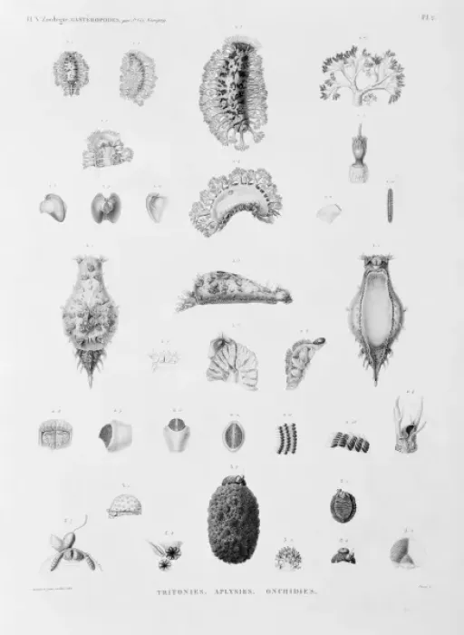 Framed Print : Collection of sea creatures