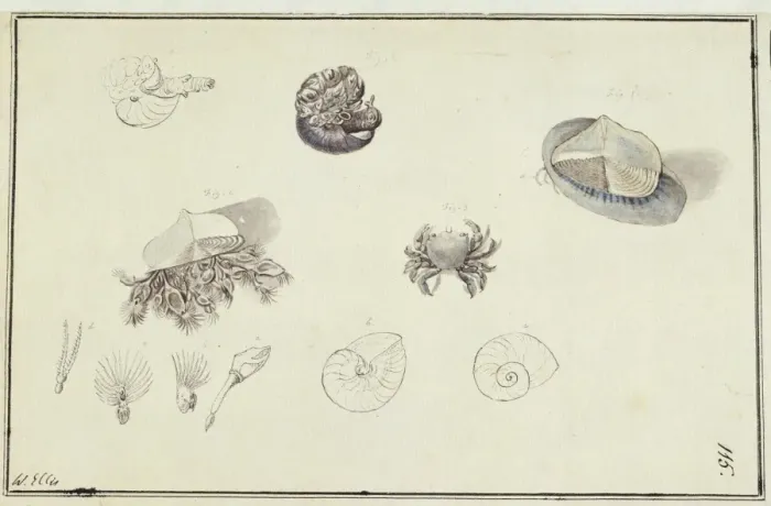 Framed Print : Collection of sea creatures Framed Print : Collection of sea creatures