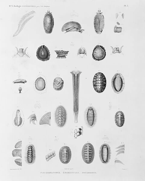 Collection of sea creatures