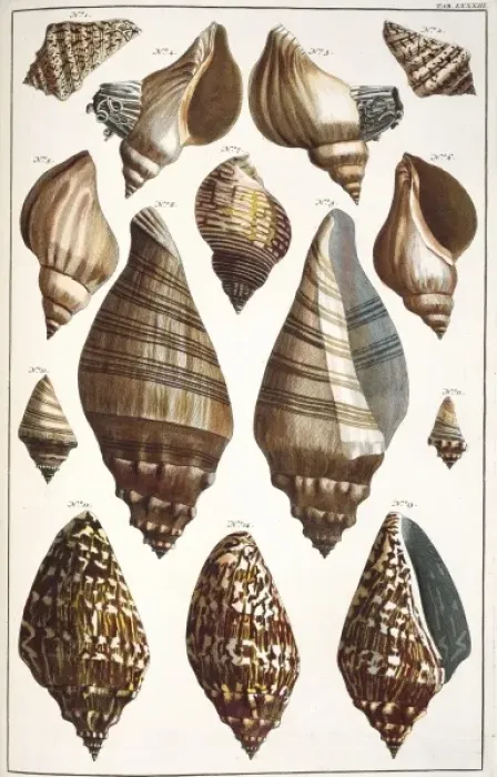 Framed Print : Collection of shells Framed Print : Collection of shells