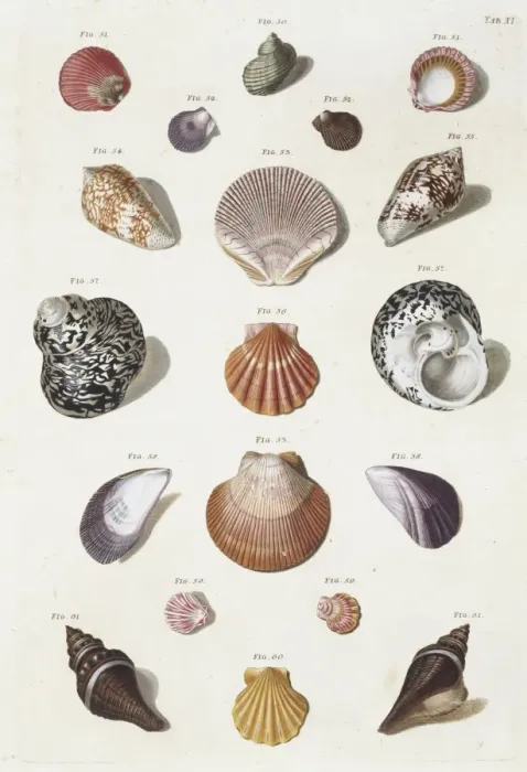Framed Print : Collection of shells Framed Print : Collection of shells