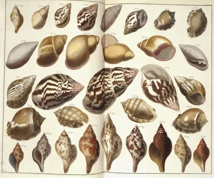 Framed Print : Collection of shells Framed Print : Collection of shells