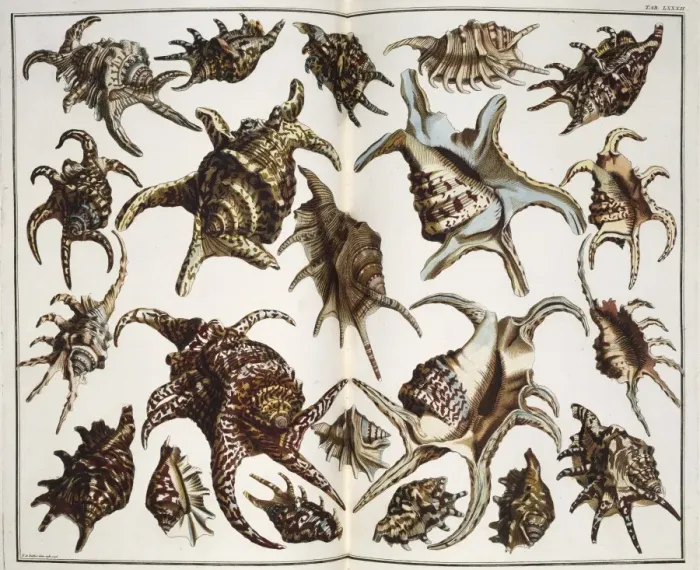 Framed Print : Collection of shells Framed Print : Collection of shells