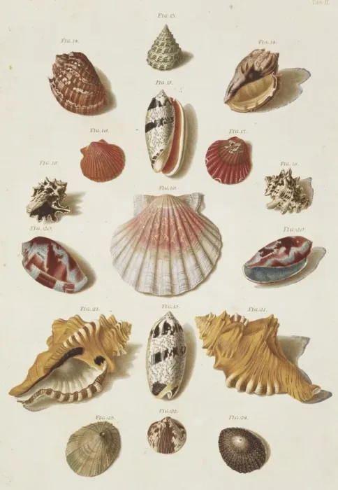 Framed Print : Collection of Shells Framed Print : Collection of Shells