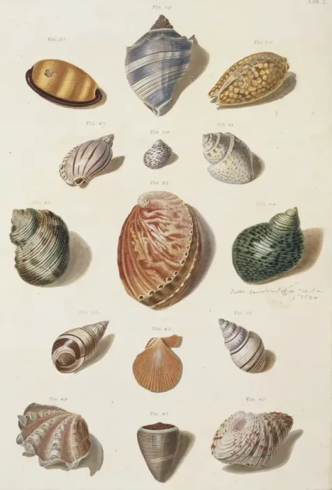 Framed Print : Collection of shells Framed Print : Collection of shells
