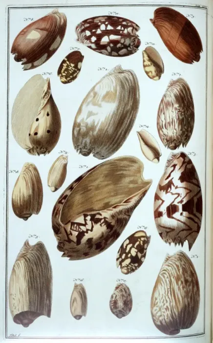 Framed Print : Collection of shells Framed Print : Collection of shells