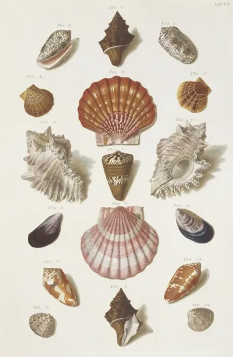 Framed Print : Collection of shells Framed Print : Collection of shells