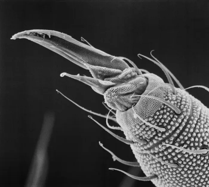 Framed Print : Collembola ocelli, springtail Framed Print : Collembola ocelli, springtail