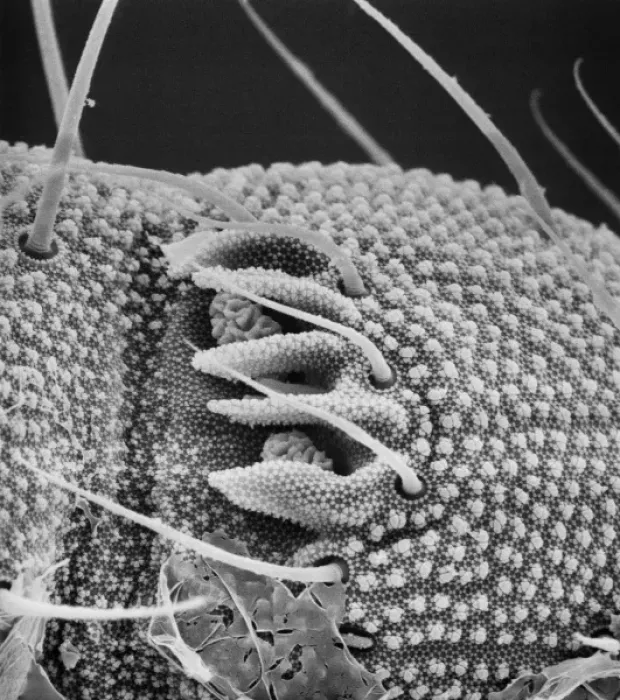 Framed Print : Collembola sp. springtail Framed Print : Collembola sp. springtail