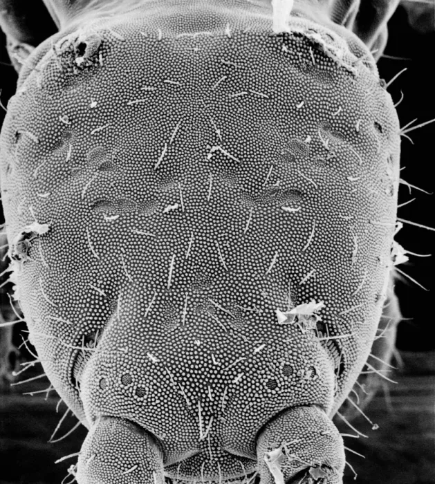 Framed Print : Collembola, springtail Framed Print : Collembola, springtail