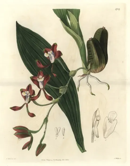 Framed Print : Colleys batemannia orchid, Batemannia colleyi Framed Print : Colleys batemannia orchid, Batemannia colleyi