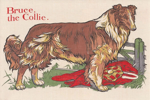 Collie Dog