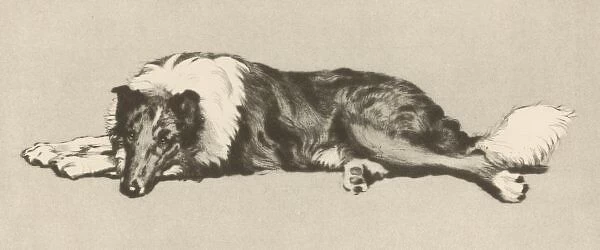 Collie Dog Aldin 1933