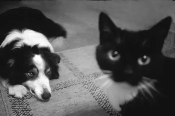 Framed Print : Collie dog and cat Framed Print : Collie dog and cat