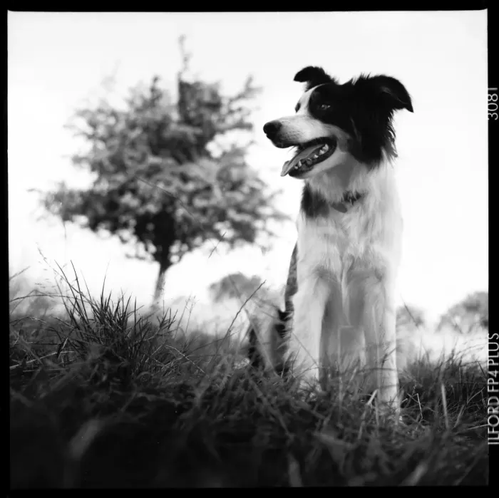 Framed Print : Collie dog Primrose Hill Framed Print : Collie dog Primrose Hill