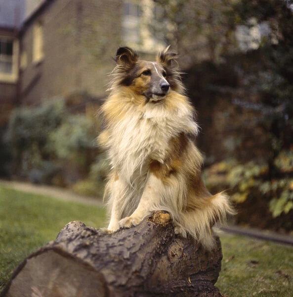 Collie dog sitting on a log in a garden