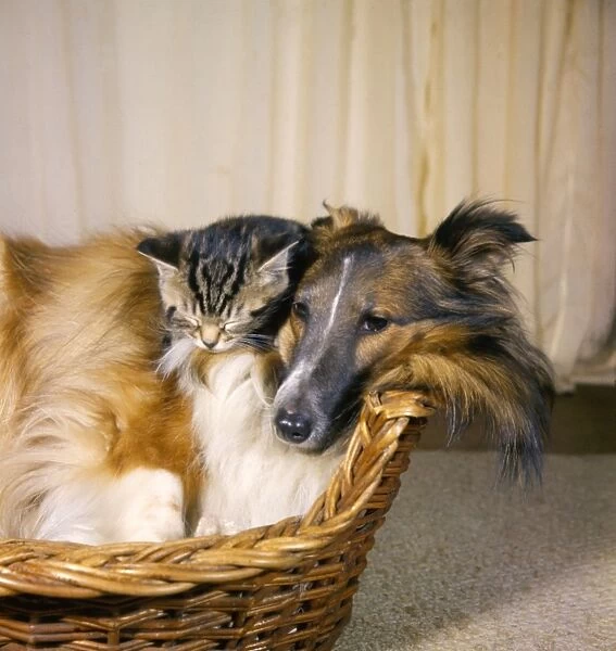 Collie dog and tabby kitten in a basket