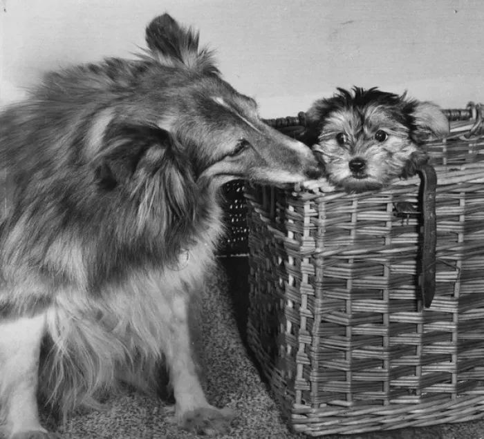 Framed Print : Collie with smaller dog in basket Framed Print : Collie with smaller dog in basket