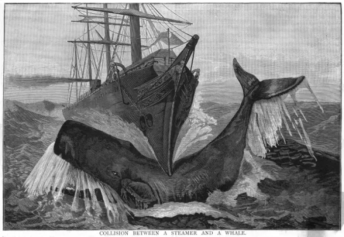Framed Print : Collision / Whale & Ship Framed Print : Collision / Whale & Ship